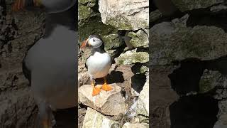 Bempton cliffs puffin naturelovers birds wildlife puffins puffin bird rspb uk nature [upl. by Jarad]