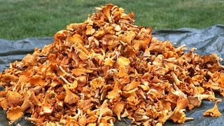 How to find 20 kg chanterelles in a day Lets follow the Chanterelle king for a day [upl. by Ytirahs]