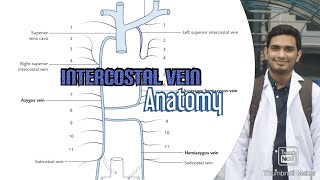 Intercostal vein [upl. by Eldnar]