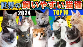 【2024年最新】世界の飼いやすい猫種の特徴や飼育の注意点を現役ブリーダーがご紹介します！飼いやすい猫種10選！ [upl. by Hawkie]