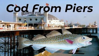 How To Catch Cod From Piers  Sea Fishing UK And Europe [upl. by Eusebio]