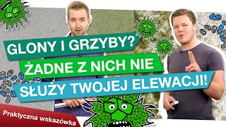 Glony i grzyby żegnaj zielona elewacjo [upl. by Lhok575]