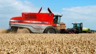 Massey Ferguson Centora 7280  Wintertarwe dorsen  Cutting wheat [upl. by Lavicrep]