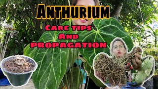 ANTHURIUM MAGNIFICUM PROPAGATION FROM CUTTINGS ANTHURIUM PROPAGATION AND CARE TIPS [upl. by Wisnicki635]