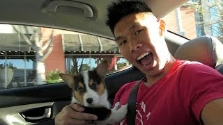 BRINGING HOME A CORGI PUPPY  Life After College Ep 321 [upl. by Yonit565]