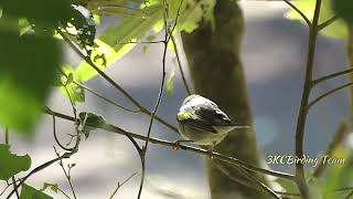 Goldenwinged Warbler Eating a Caterpillar  Birds of Costa Rica birds wildlife nature [upl. by Daniella]