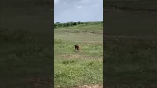 Wow Thrilling Cheetah Hunt for Antelopes 😱 [upl. by Ellebasi41]