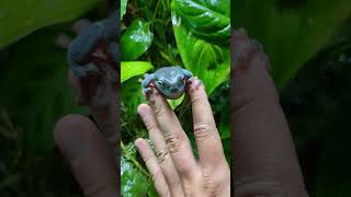 Whites Tree Frog [upl. by Gennaro]