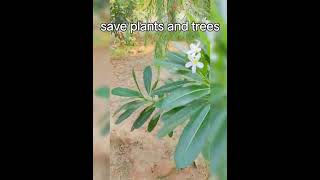 save plant and trees🌳🌳 [upl. by Yrevi]