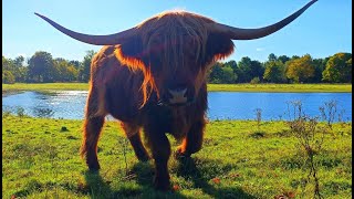 Brompton Lakes Ellerton Lake Highland Cattle Fest [upl. by Aeresed]