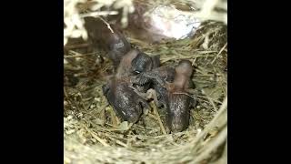 Ep92 Scalybreasted munia Birds Mothers keep babies warm in four nests All bird nests [upl. by Maretz]