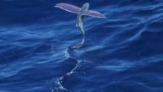 Can flying fish actually fly Exocoetus [upl. by Rj]