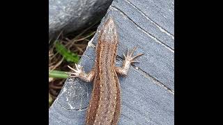 Skogsödla common lizard Zootoca vivipara Finland [upl. by Lot559]