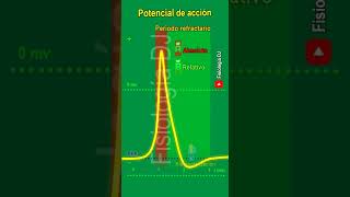 Potencial de acción  Potencial de acción neuronal  Potencial de acción fisiología [upl. by Faludi]