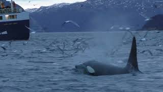 ORCA TIME UP IN THE FJORDS BY SKJERVOY 1ST VIDEO 2ND EDIT [upl. by Litha]