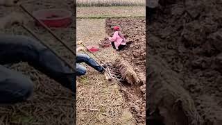 The process of digging underground vegetables with an iron rake [upl. by Loy]