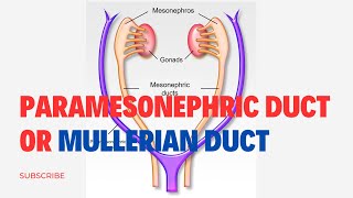 Paramesonephric Duct Or Mullerian Duct Simplified  Embryology [upl. by Lavern]