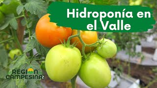 Cultivos de Tomate Hidropónico en el Valle del Cauca  REGIÓN CAMPESINA [upl. by Ateuqram]