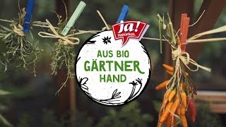 Aus BioGärtnerhand Kräuter trocknen [upl. by Iuq327]