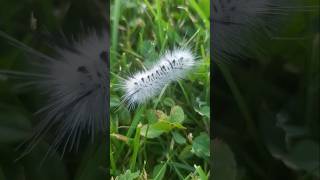 Poisonous Caterpillar😮 scary animals green ytshorts beautiful canada [upl. by Welch]