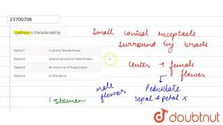 cyathium is characterised by [upl. by Ecirtra720]