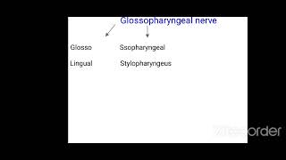 glossopharyngeal nerve branches made easy anatomy mnemonics [upl. by Anirtik]