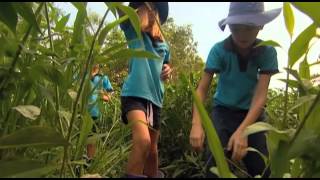 Wonga Beach State School [upl. by Papp]