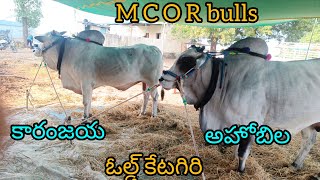 M C O R bulls మార్తల చంద్ర ఓబుల్ రెడ్డి గారి ఓల్డ్ క్యాటగిరి గిత్తలు [upl. by Markman]