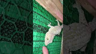 Catch and Play Scary Giant Gecko Im not afraid  Gecko  Insect  Animals gecko pets insects [upl. by Bobbee]