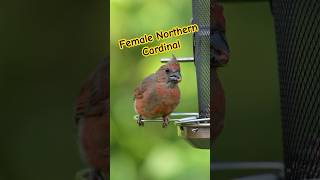 Observe the Charming Female Northern Cardinal at the Bird Feeder cardinal songbird shorts [upl. by Elleined]