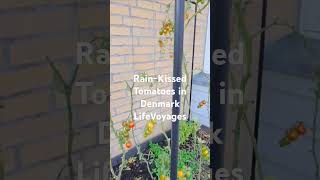 RainKissed October Tomatoes in Denmark A Slow Motion Look [upl. by Ozzie]