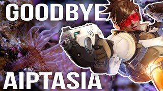 Lets kill Aiptasia in Beckas Reef Tank [upl. by Viki165]