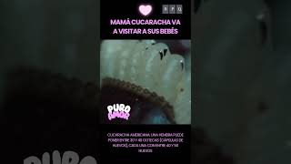 Mamá cucaracha visita a sus bebés [upl. by Melia]