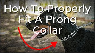 How To Properly Fit A Prong Collar [upl. by Schaffel139]