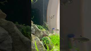 Tetras Schooling in Fish Tank song music [upl. by Nafis]