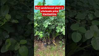 Red sandalwood tree plant red sandalwood tree in wholesale price lal chandan redsandalwood [upl. by Millhon509]