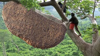 Primitive Technology Amazing Catch A Giant HoneyBee For Food On The Big Tree [upl. by Esaj]