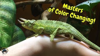 Just How Fast Can A Chameleon Change Its Color 🤔 [upl. by Oiramel]