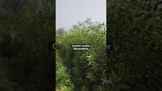 Conocarpus plant height 8 fit se12 fit tak available hai Sharma ji nursery contact number 9044109315 [upl. by Aicilihp]