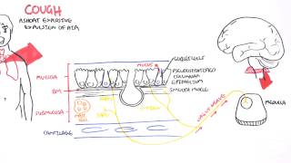 Physiology of Coughing [upl. by Anselmo]