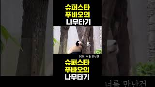 PandaTV 슈퍼스타 푸바오의 나무타기 푸바오아이바오러바오 [upl. by Akaya]