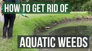 How to Get Rid of Weeds in Ponds amp Lakes Aquatic Weed Control Tips [upl. by Elleinwad631]