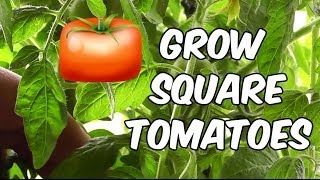 How To Grow Square Tomatoes [upl. by Rocher]