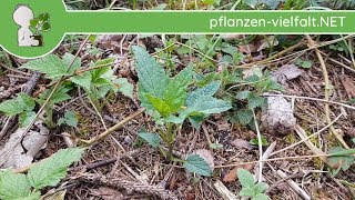 Knotige Braunwurz  Erste Boten  160418 Scrophularia nodosa  WildpflanzenBestimmung [upl. by Winshell]