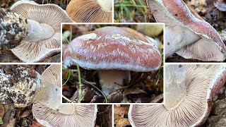 Schleiereule Verwechselung amp Speisewert  Blaugestiefelter Schleimkopf  Cortinarius praestans [upl. by Akener]