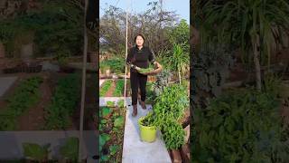 Vegetables 🥒🍆 and me in my garden shots youtubeshorts [upl. by Sihtnyc]