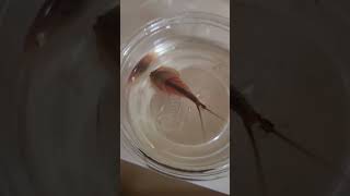 Triops day 30 triops aquarium [upl. by Pen]