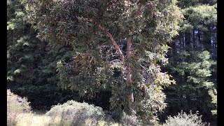 Corymbia ficifolia Redflowering gum [upl. by Rik]