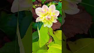 DAHLIA PINNATA PLANTS shorts [upl. by Elwina]