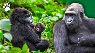 Laventure des gorilles réintroduits au Gabon  Documentaire Animalier HD [upl. by Zile]